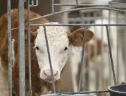 От хуманни съображения: Обединеното кралство забрани износа на живи животни 
