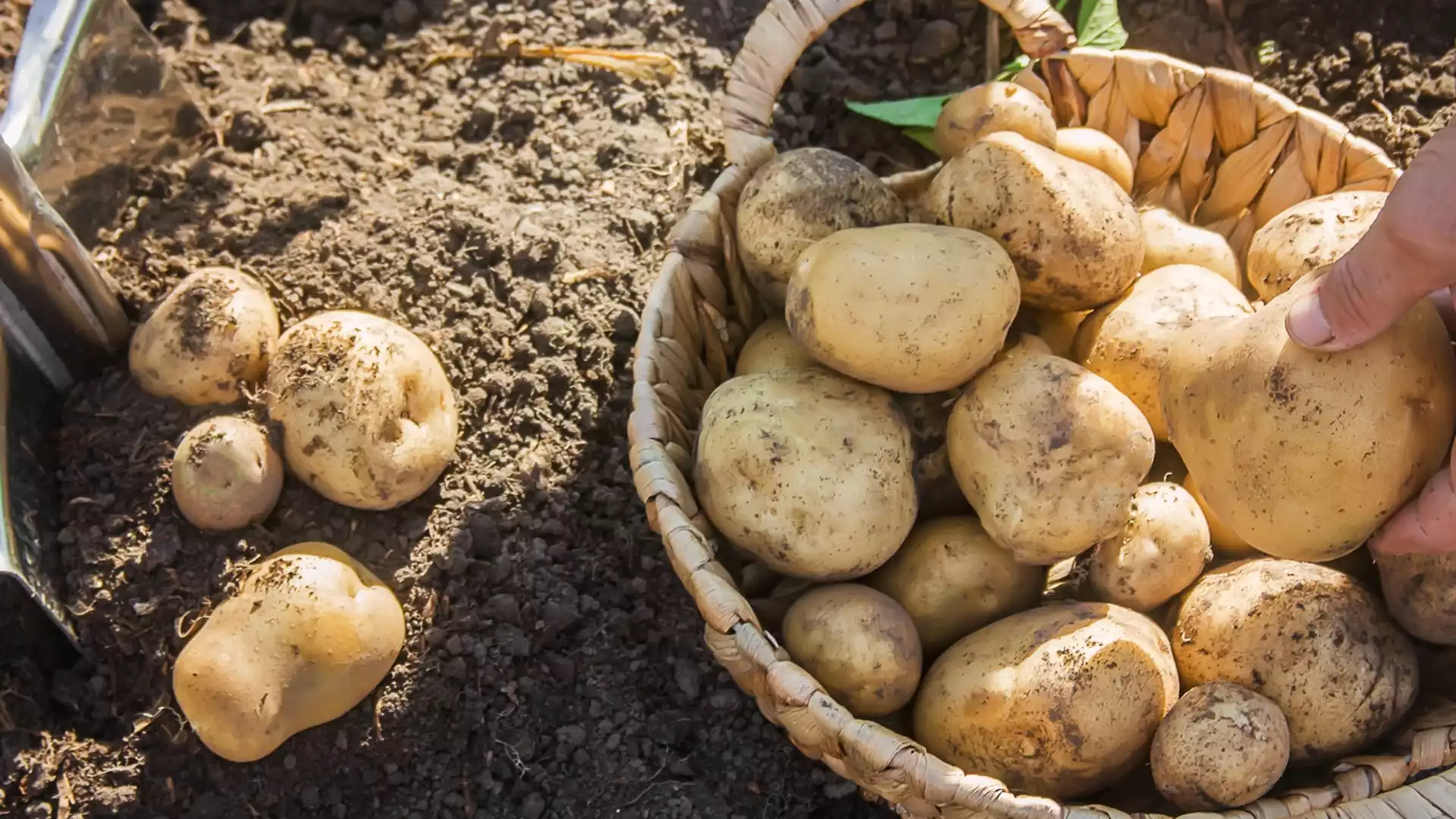 Какво да направите, ако картофите в градината са замръзнали?