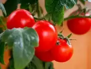Каква е причината за усукване на листата на доматите?