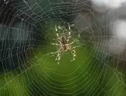 Има ли отровни паяци в България?
