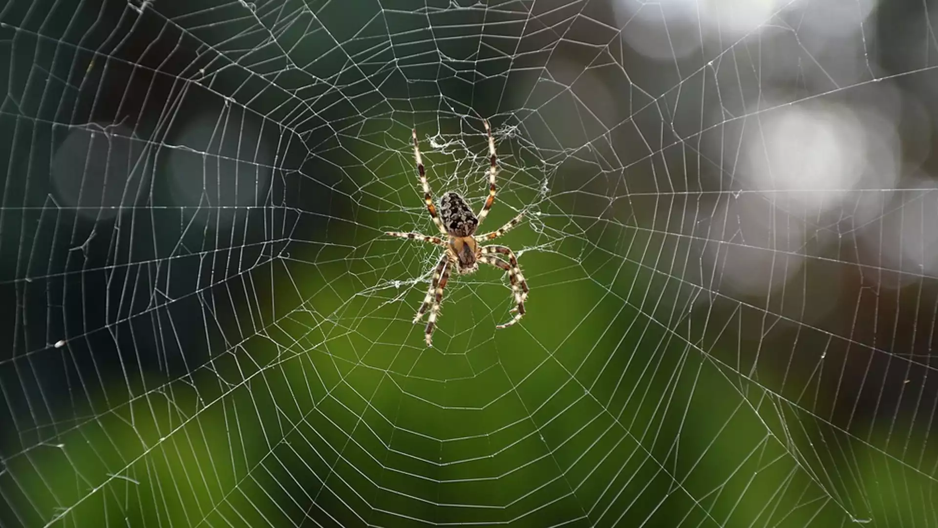 Има ли отровни паяци в България?