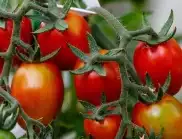 Кога задължително трябва да подсилим доматите с мая?