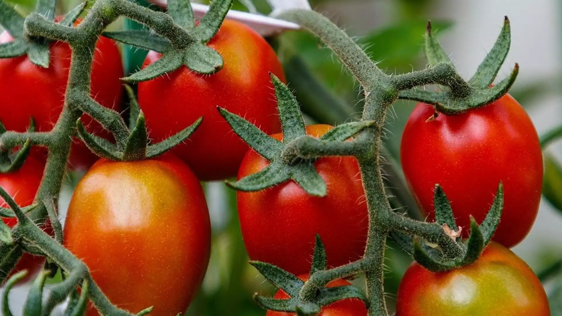 Кога задължително трябва да подсилим доматите с мая?