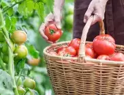 Подходящи условия за отглеждане на успешна реколта от домати
