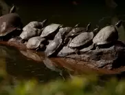 Знаете ли как се размножават костенурките?