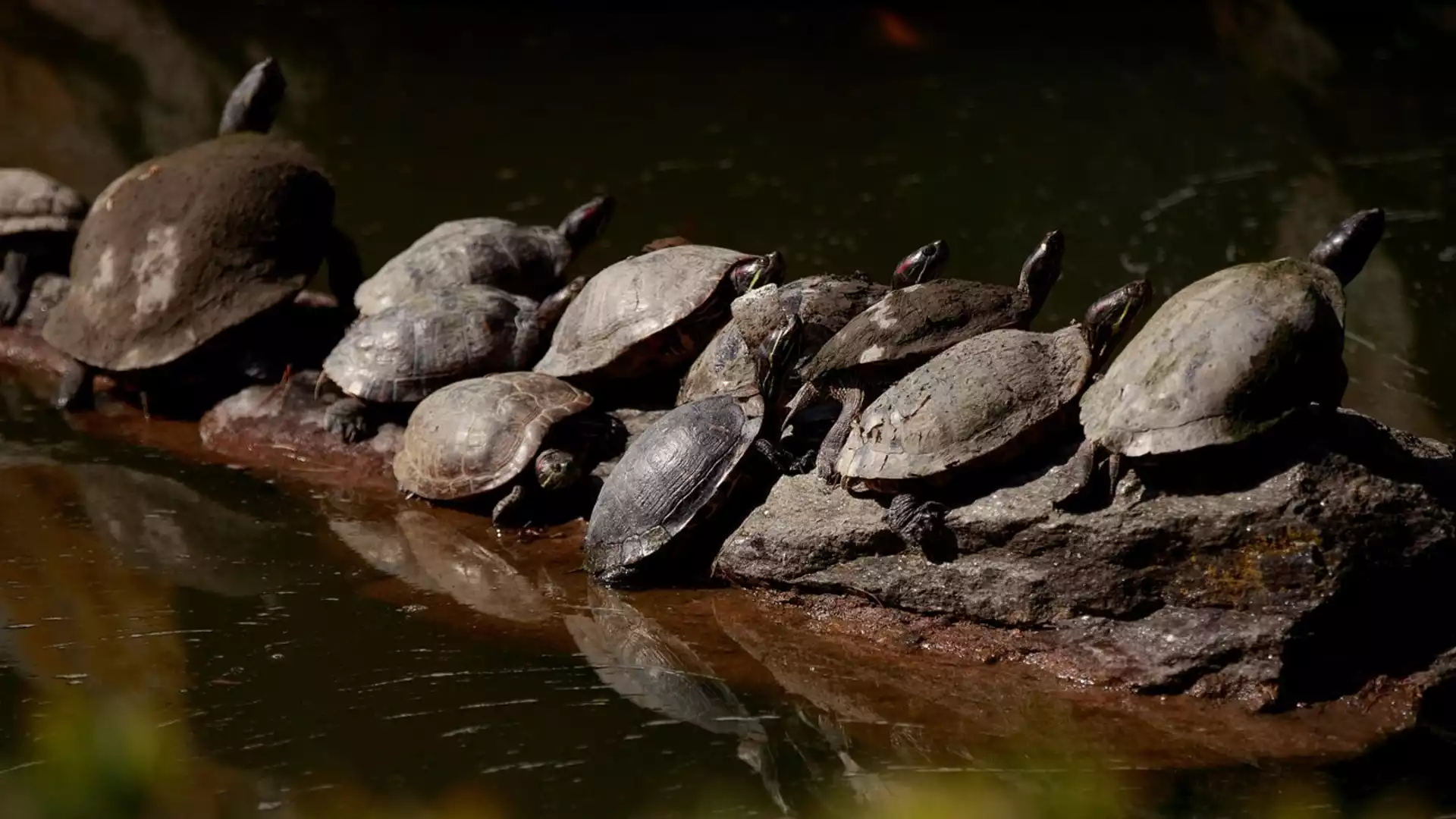 Знаете ли как се размножават костенурките?