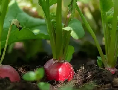 Зеленчуци, които да засадите през май и юни: За закъснели градинари