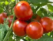 Възможно ли е отглеждането на домати без поливане?