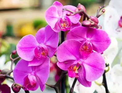 Реанимиране на гнила орхидея, след което тя отново ще цъфти красиво