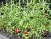 Засадете доматите преди тази дата, за да е богата реколтата им