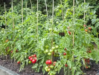 Засадете доматите преди тази дата, за да е богата реколтата им