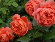 Зацветяват Плевен с 20 000 розови храста, осигурени от дарител