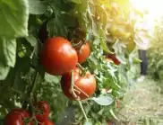 Условия за доматените растения, за да дадат отлична реколта
