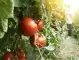 Условия за доматените растения, за да дадат отлична реколта
