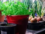 Плодове и зеленчуци за засаждане през МАЙ в градината
