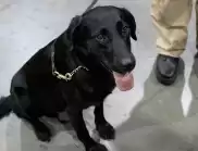 Храни куче да те лае: Полицейско куче захапа полицай на протест в Амстердам (ВИДЕО)
