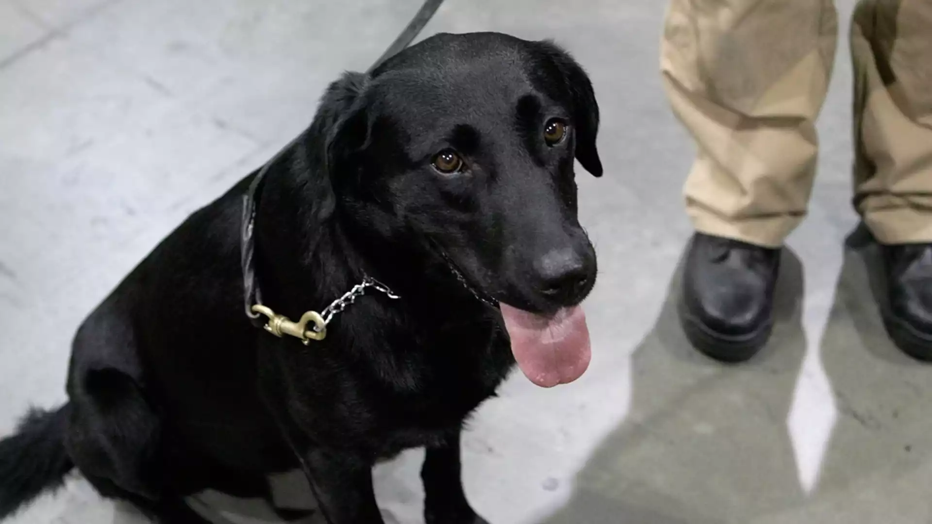 Храни куче да те лае: Полицейско куче захапа полицай на протест в Амстердам (ВИДЕО)