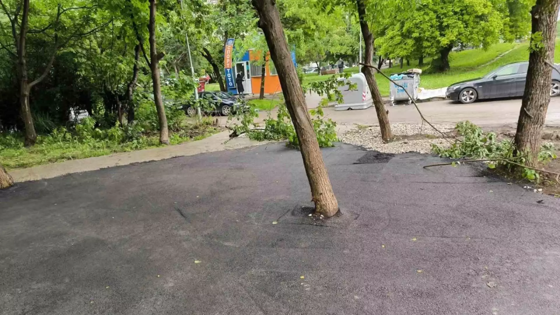 В столичен квартал квартал асфалтираха дървета (СНИМКИ)