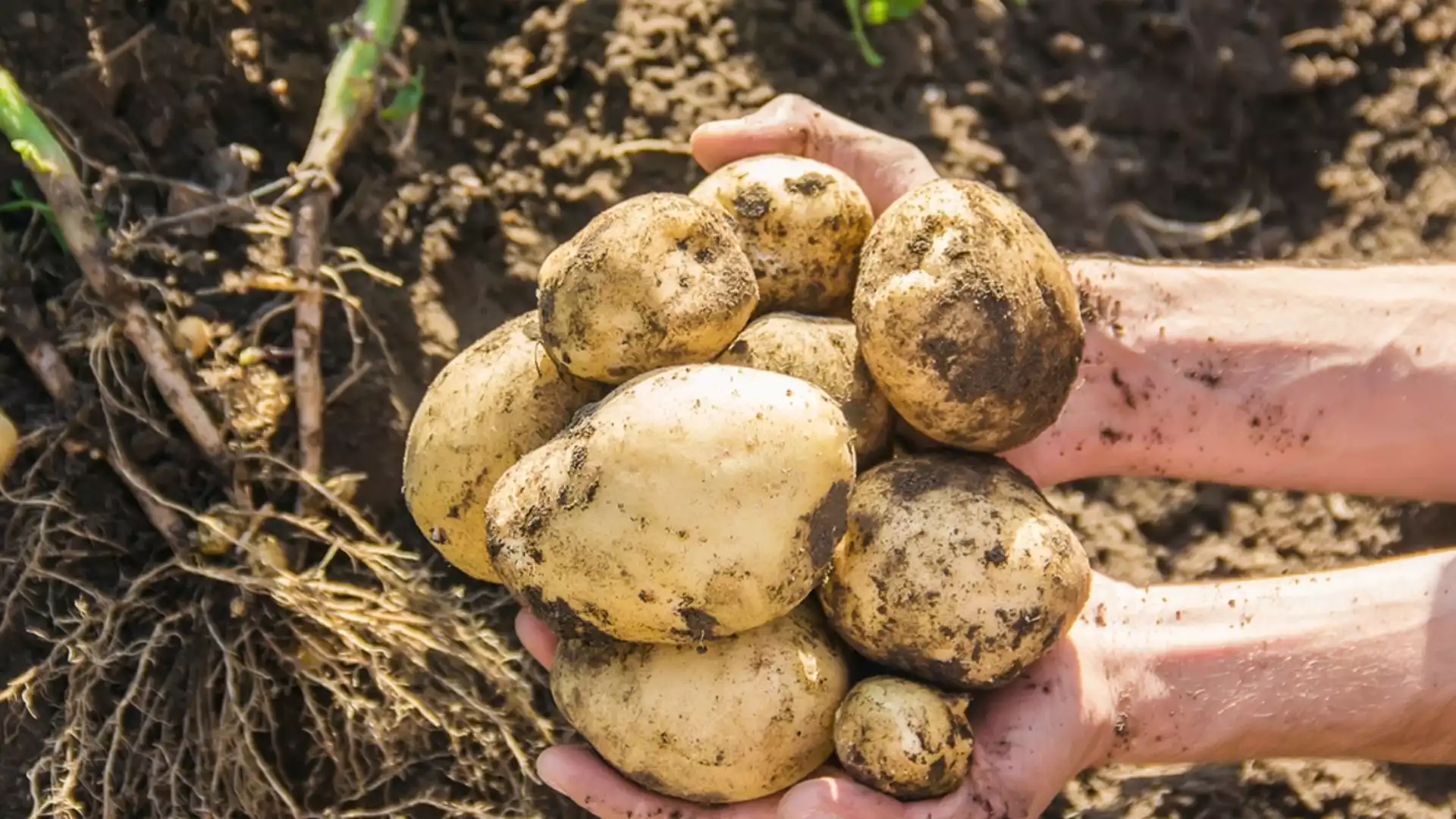 Как да предпазим картофите от струпясване?
