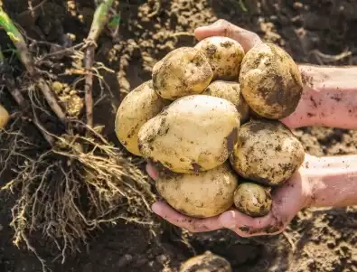 Как да предпазим картофите от струпясване?
