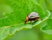 Как да се отървете от колорадския бръмбар - народните методи, които работят