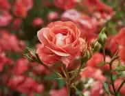 Как се прави вкореняване на рози в саксия?