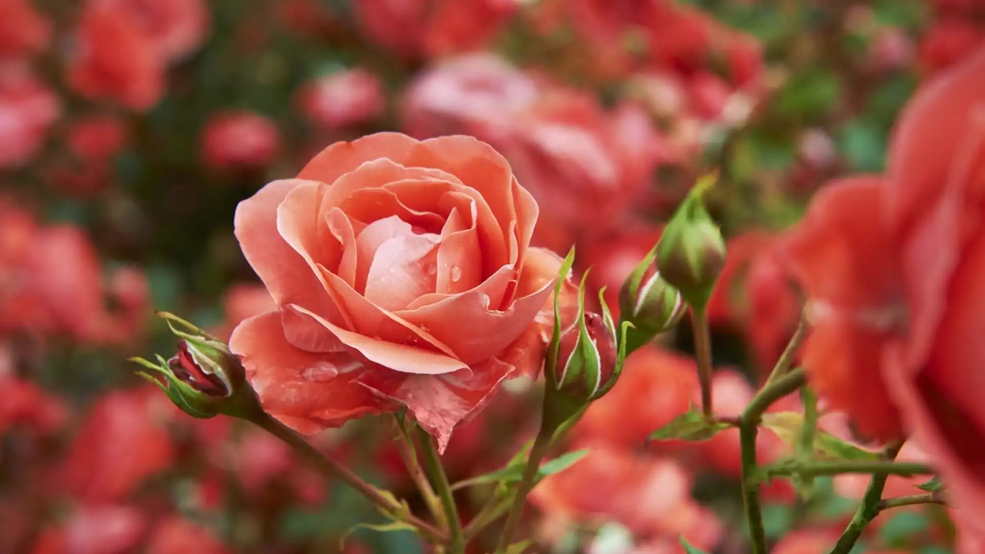 Как се прави вкореняване на рози в саксия?