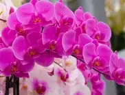 2 грешки, заради които орхидеята НЕ цъфти