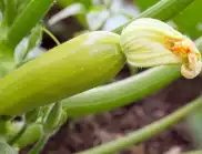 Зеленчуците, които може да засадите до тиквичките