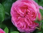 5 признака, които издават, че розите в градината ви са вече стари
