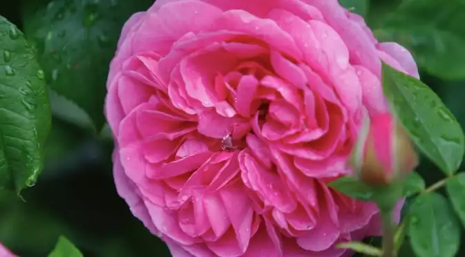 5 признака, които издават, че розите в градината ви са вече стари