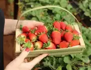 С какво трябва да се пръскат ягодите при цъфтеж?
