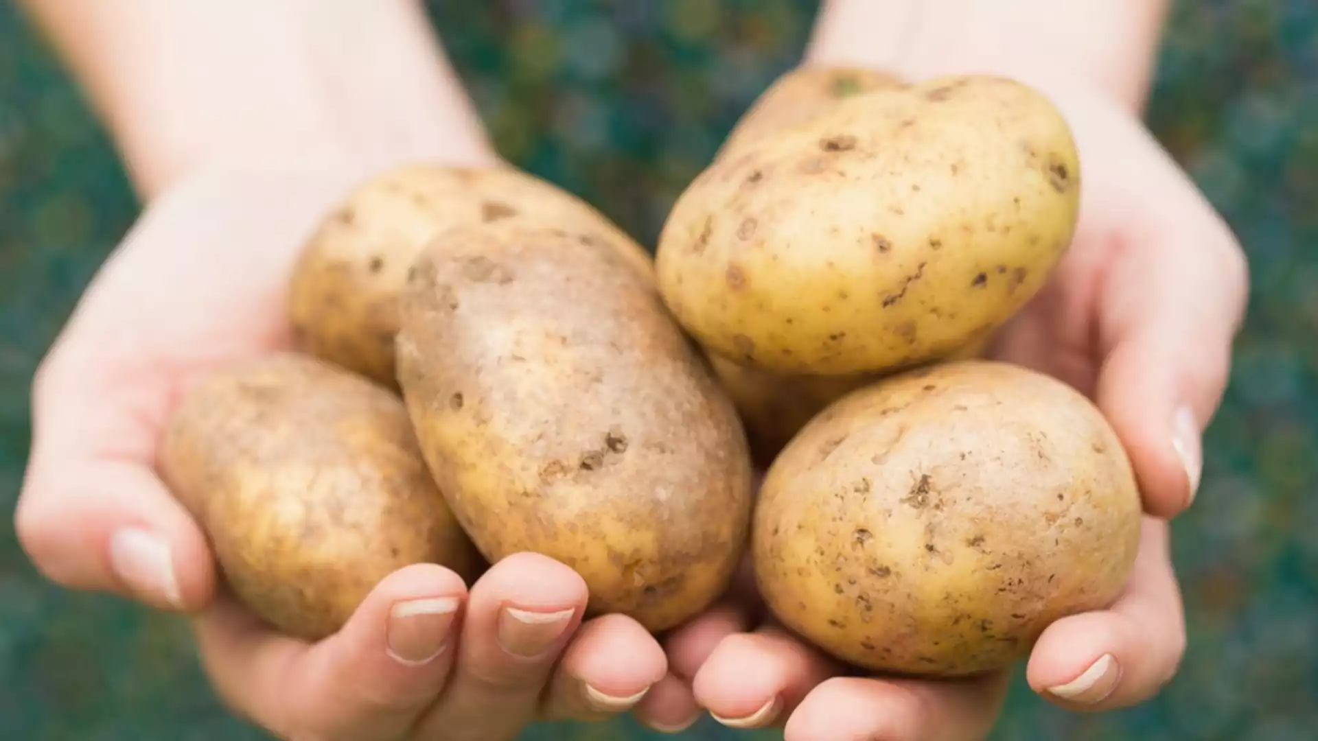 Кога се прави първото пръскане на картофи?