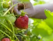 Как да се избавим от вредители по ягодите