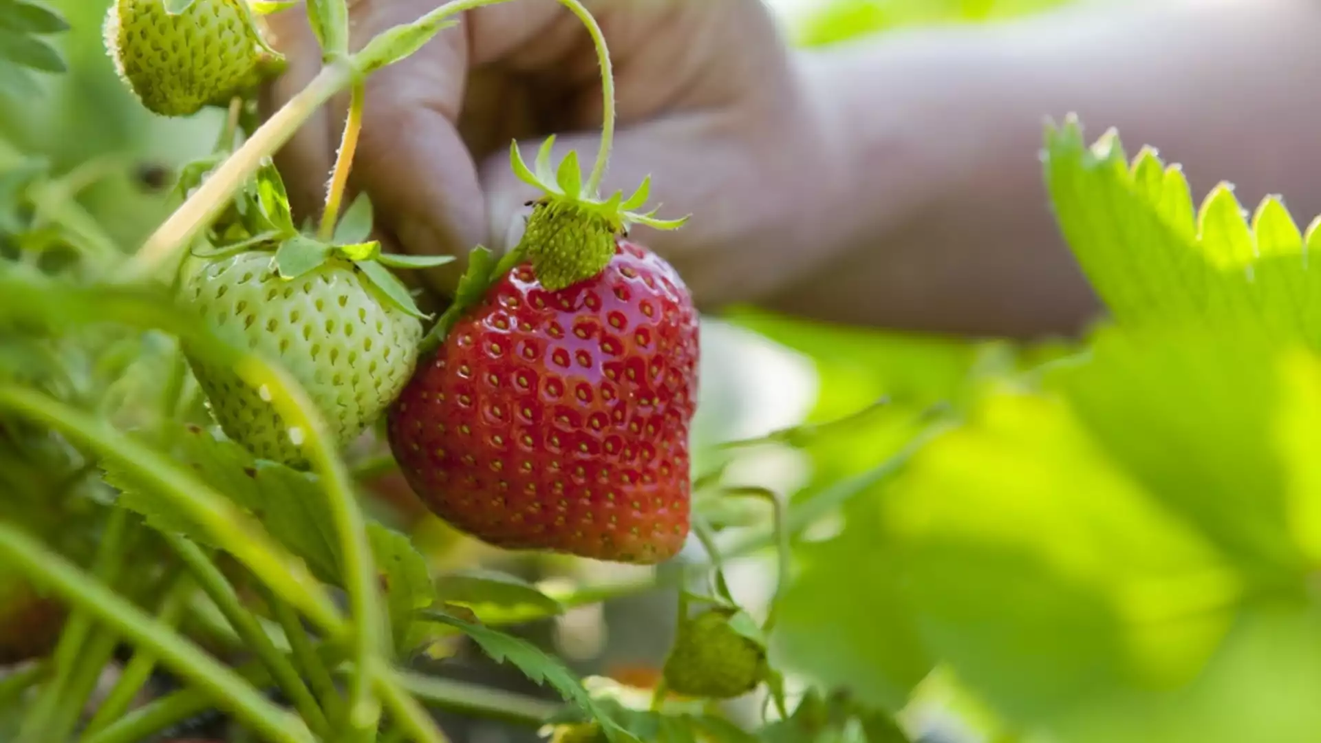 Как да се избавим от вредители по ягодите