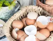 10 начина да използвате черупки от яйца в градината