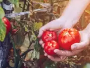 Най-често срещаните болести по доматите и как да се справите с тях