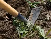 Растенията, които ще предотвратят развитието на плевели в градината ви