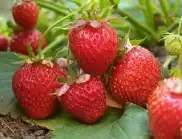 Богата реколта от ягоди - 8 правила, които трябва да знае всеки градинар