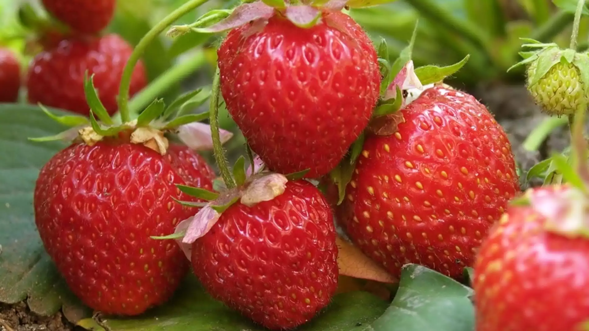 Богата реколта от ягоди - 8 правила, които трябва да знае всеки градинар