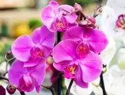 ТРИК, благодарение на който орхидеята изглежда 2 пъти по-красива
