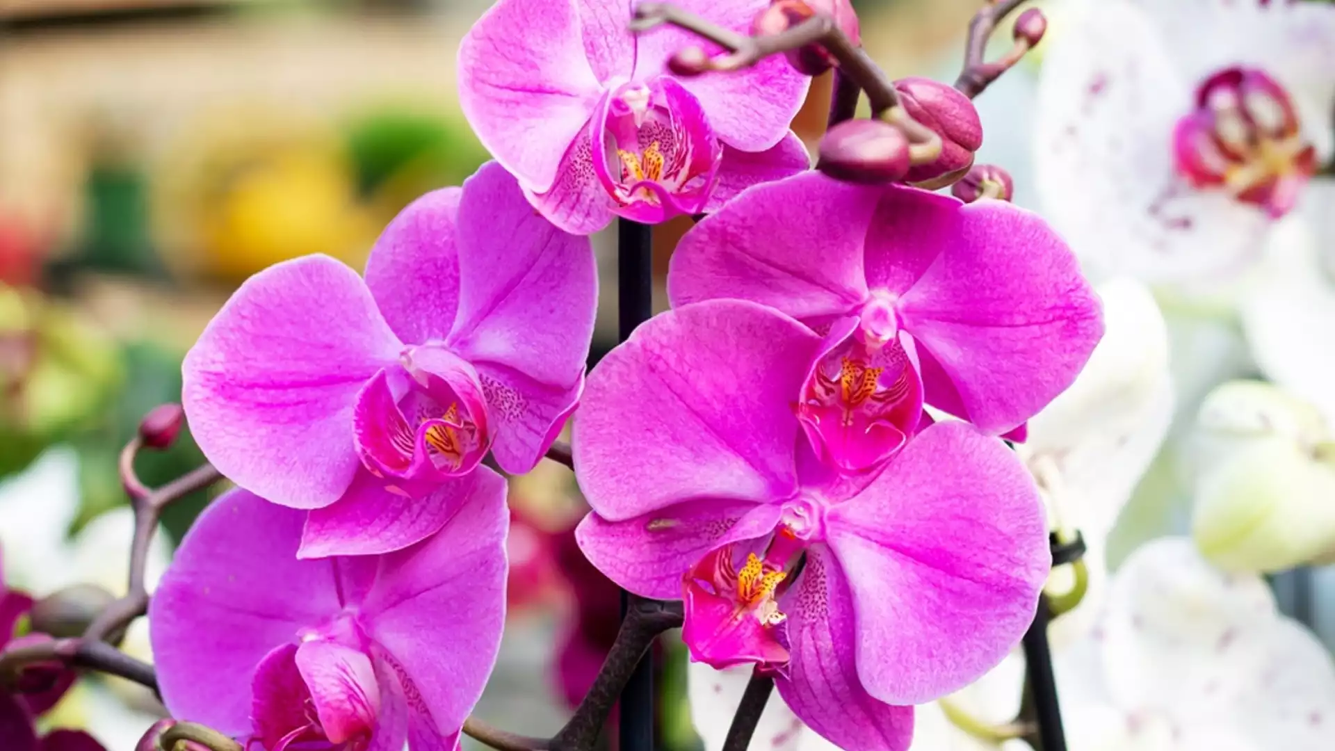 ТРИК, благодарение на който орхидеята изглежда 2 пъти по-красива