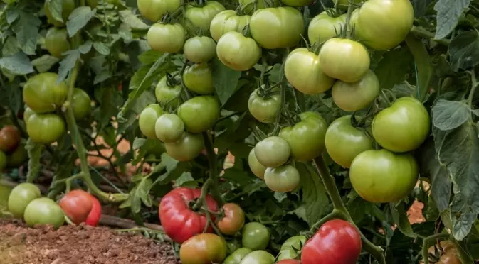 Продуктът, който подобрява вкуса и растежа на доматите