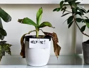 Най-лошите места за растенията ви у дома