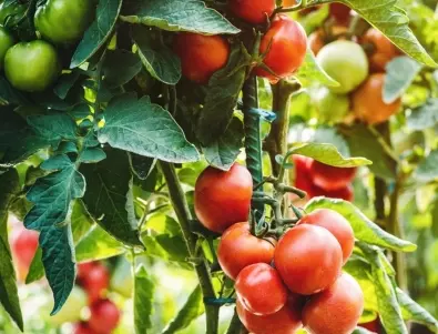 Билките, които трябва да засадите до доматите