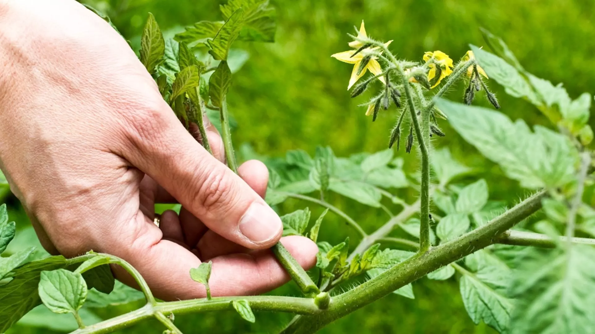 Какво да правите, ако цветовете на доматите падат