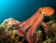 Това са най-страшните морски създания, от които ще ви побият тръпки (СНИМКИ)