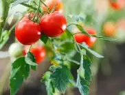 За смели градинари: Как да отглеждате домати без почва