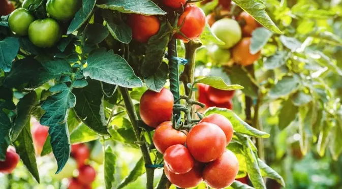 До какви проблеми води преполиването на доматите?