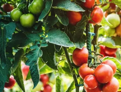 Как доматите издават липса на азот и калций?